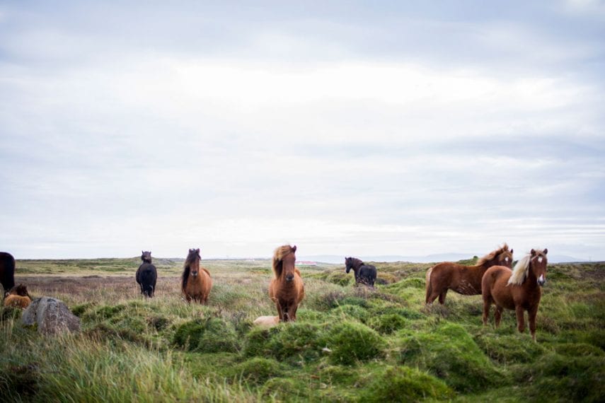 The Four-Legged Treatment: Equine Therapy for Addiction