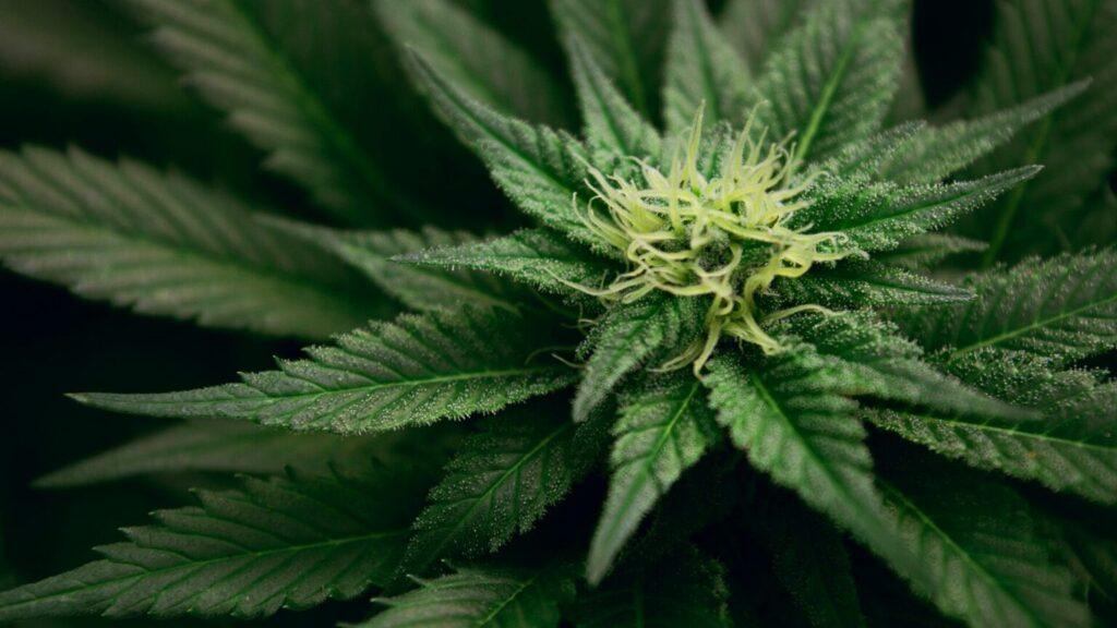 Marijuana Addiction Treatment Near San Francisco, California: Begin Healing at Alta Mira